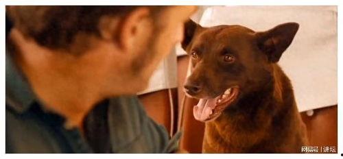 关于狗的电影,跨越时空的守护传奇